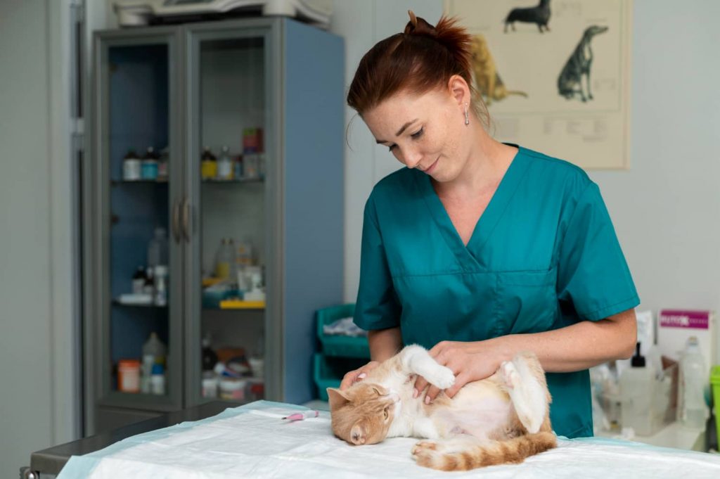 Ejemplos de estrategias de marketing para tu centro veterinario después del verano