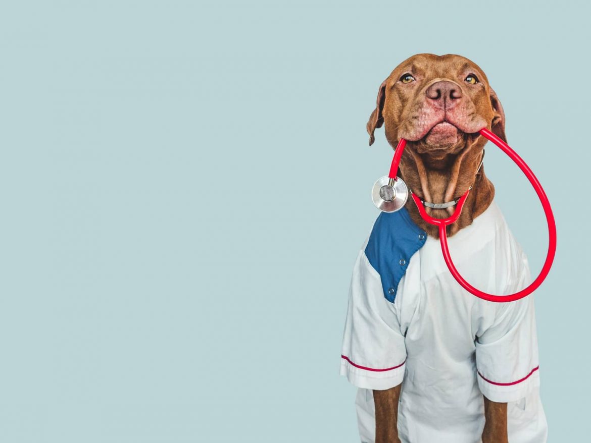 Estrategias de marketing para tu centro veterinario después del verano