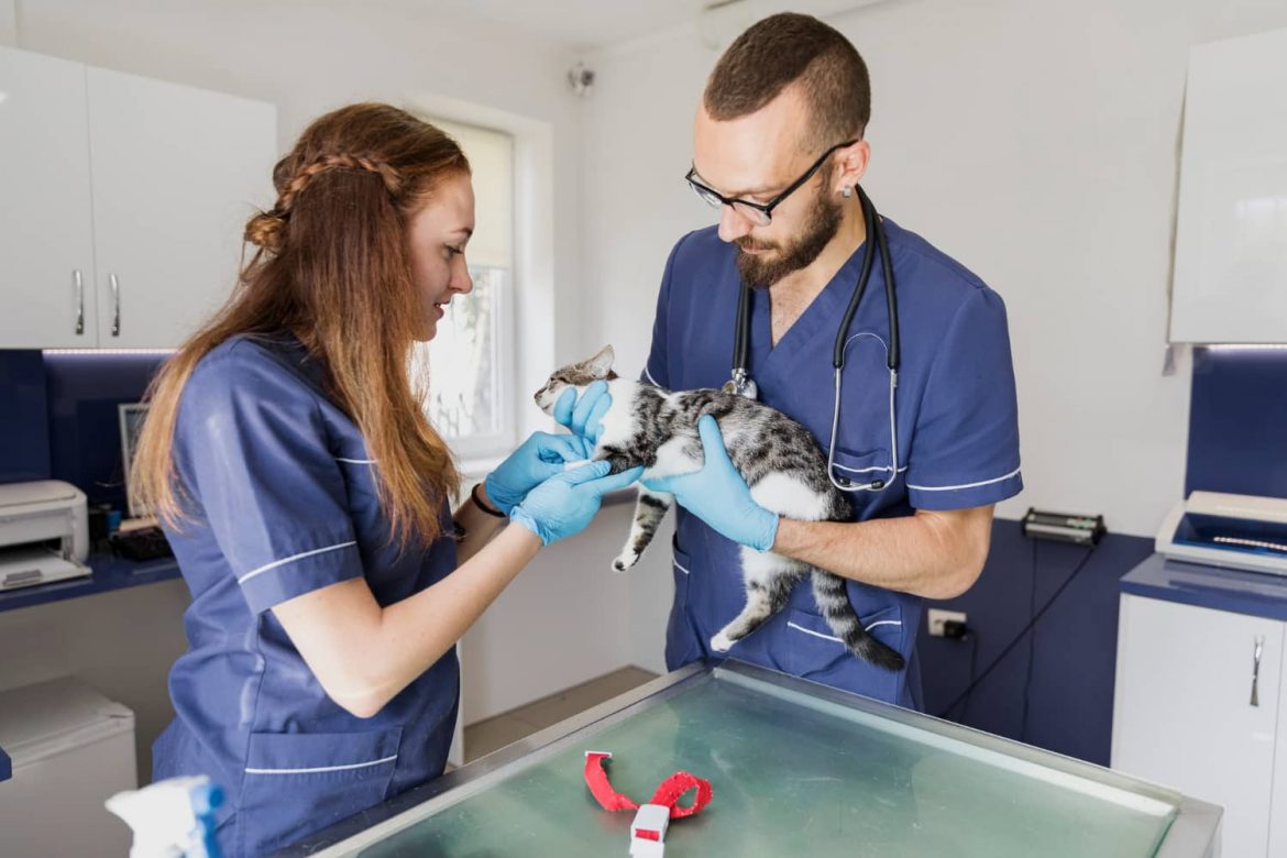 Cómo maximizar la productividad en el equipo veterinario