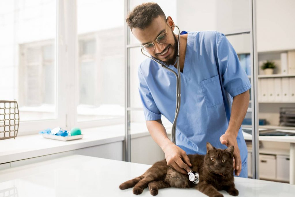 Maximizar la productividad del equipo veterinario: estrategias efectivas
