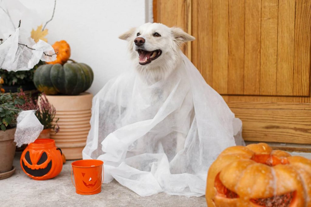 ¿Por qué SÍ celebrar Halloween en tu clínica veterinaria? ¿Por qué SÍ celebrar Halloween en tu clínica veterinaria?