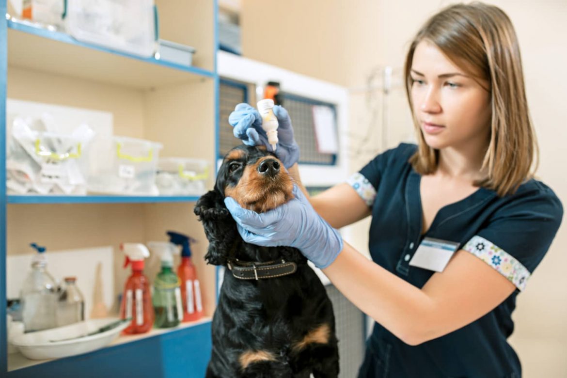 Cómo optimizar la gestión de inventario en una clínica veterinaria