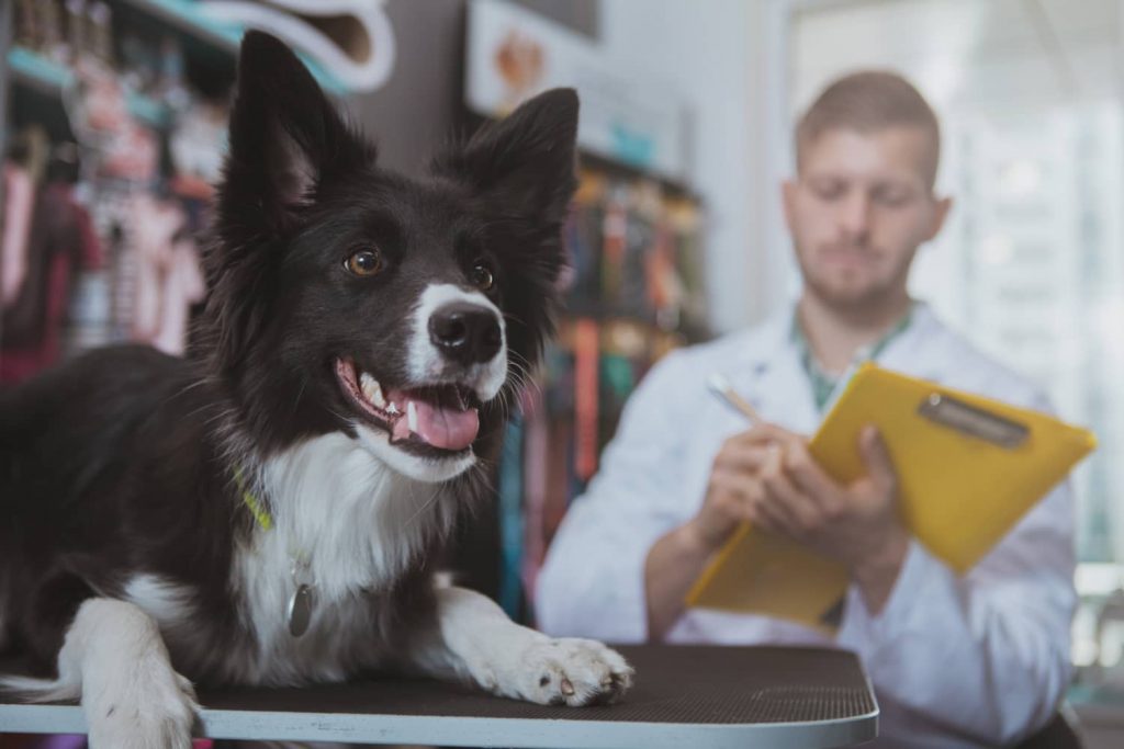Tips para optimizar la gestión de inventario en la clínica veterinaria Tips para optimizar la gestión de inventario en la clínica veterinaria