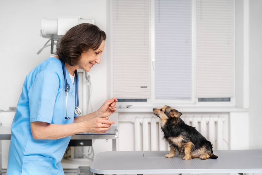 Claves de la importancia del soporte al cliente en tu software de gestión veterinario Claves de la importancia del soporte al cliente en tu software de gestión veterinario