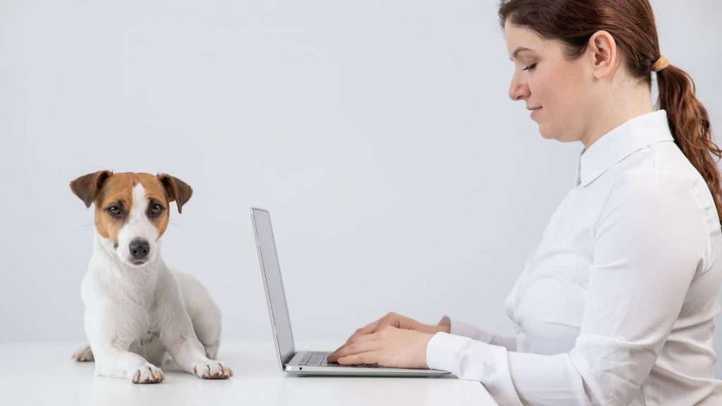 Tips para elegir el mejor software de gestión para tu clínica veterinaria Tips para elegir el mejor software de gestión para tu clínica veterinaria