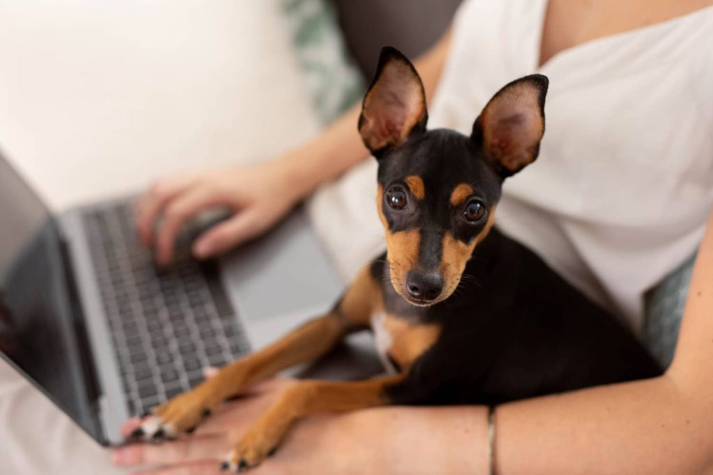 Ventajas de elegir el mejor software de gestión veterinario